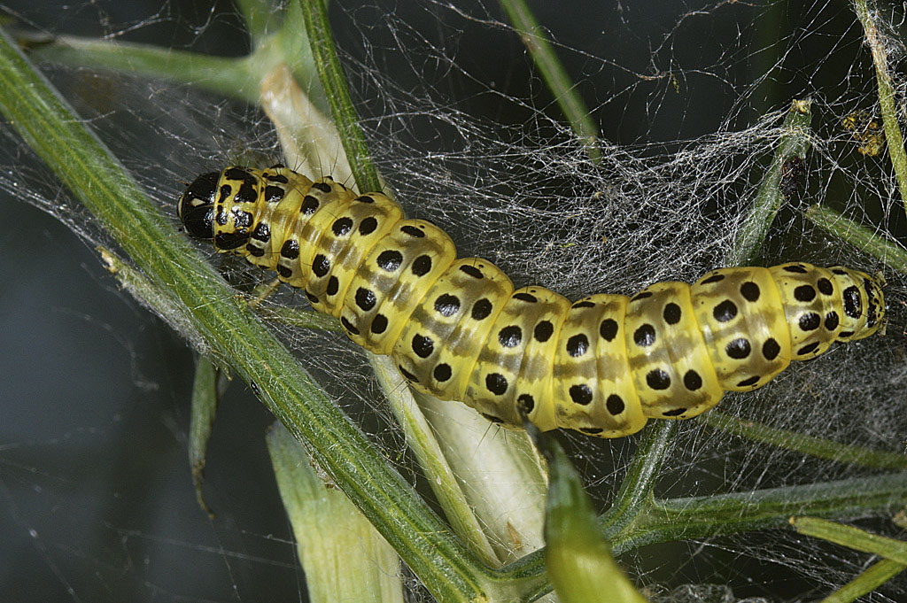 Bruco da identificare -  Sitochroa palealis